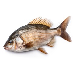 Fototapeta premium Isolated Fish on White Background with Focus Stacking generative AI