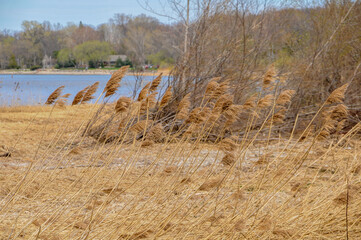Phragmites Growing In The Marsh On Green Bay, Green Bay, Wisconsin