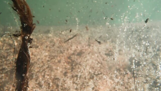 Dirt floats in tranquil lake water with pebbled bottom on decaying background. Wild underwater life scene. Impact of seashell gas pollution on ecosystem