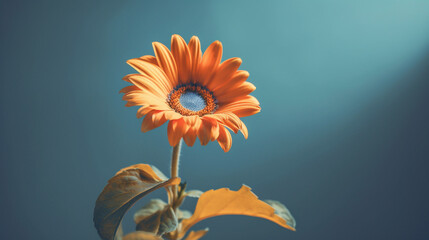 orange gerbera flower HD 8K wallpaper Stock Photographic Image