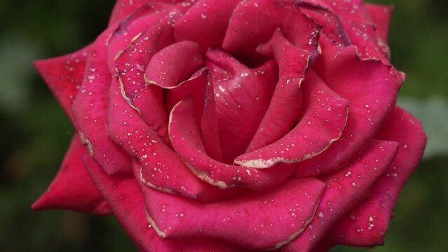Burgundy red rose flower with swirling petals sways in the wind. Opened rosebud close-up. Slow motion.