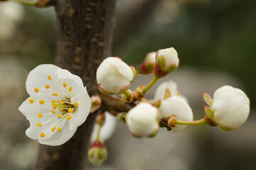 Białe, częściowo rozkwitnięte pączki kwiatów mirabelki