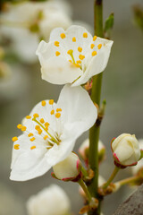 Zbliżenie białych  kwitnących kwiatów śliwy - obrazy, fototapety, plakaty