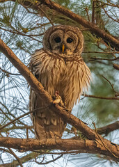 owl on branch