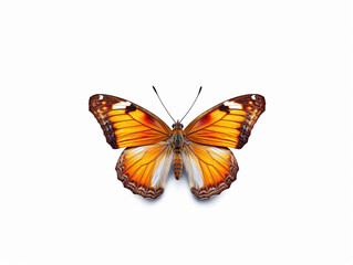 Fototapeta na wymiar Illustration of a beautiful butterfly isolated on white background. The flap is expanded showing the entire pattern on the flap.