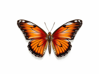 Fototapeta premium Illustration of a beautiful butterfly isolated on white background. The flap is expanded showing the entire pattern on the flap.