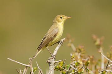 Fototapeta premium Melodious warbler (Hippolais polyglotta) hanging on a branch with out of focus background.