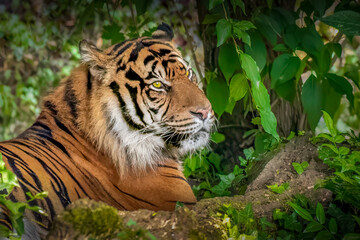 a large tiger resting in the jungle