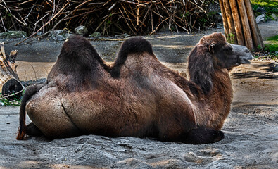 Bactrian camel on the sand. Latin name - Camelus bactrianus	