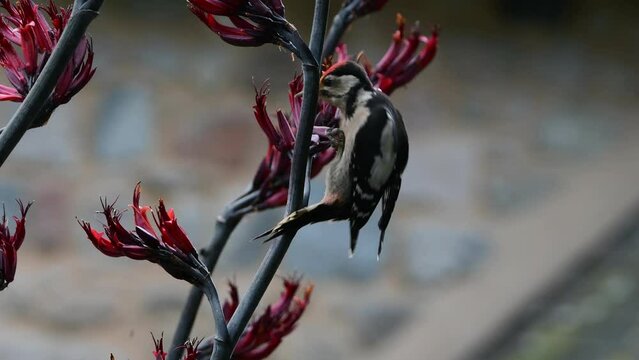 Un pic Epeiche sur les fleurs d'un Phormium Tenax