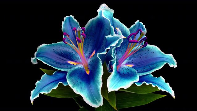 Amazing colourul Lily flower bud opening time lapse, close up, isolated on black background. 4K UHD video