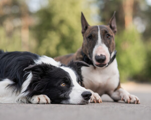 Black and white border collie and brindle bull terrier lie side by side on a walk. 