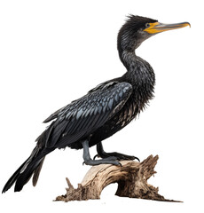Cormorant isolated on the transparent background PNG. AI generative.	