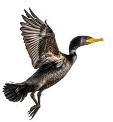 Fototapeta premium Flying cormorant isolated on the transparent background PNG. AI generative. 