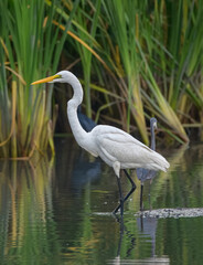 A heron wading in a pond looking for some fish
