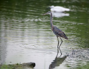 A heron wading in a pond looking for some fish