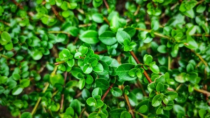 Fresh Green Leaves Of Sancang Bonsai Plants Or Premna microphylla As Background, Close Up, Top View