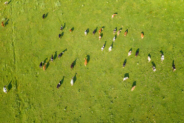 Aerial drone view of free grazing cows on a natural pastureland. Dairy farm. Growing livestock. Cattle breeding.