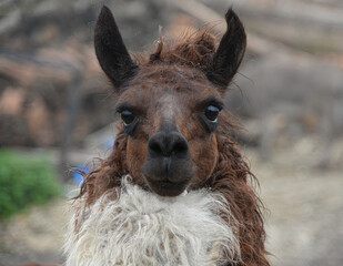 Lama regarde © William Vallée