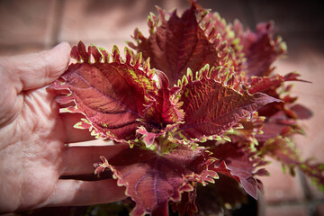 Coleus Blumei Plectranthus scutellarioides. Name of the plant variety King Krab. Coleus leaves in hand close-up. © Татьяна Кутина