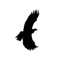 Eagle. Eagle silhouette. Black and white eagle illustration.