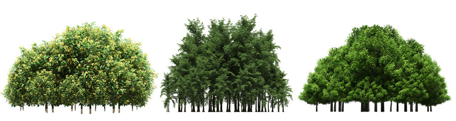 group of trees isolated on a transparent background, big trees in the forest, 3D illustration, cg render