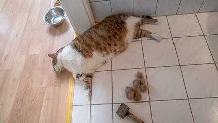 Portrait of a big cute domestic cat is sleeping at the floor in a bathroom and his hairs were comb...