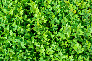 Fototapeta na wymiar background image of small leaves of green plant