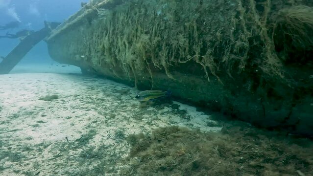 4k video of an East Atlantic Peacock Wrasse (Symphodus tinca) in the Mediterranean Sea, Malta