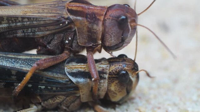 Close up view of grasshoppers mating on top of each other

