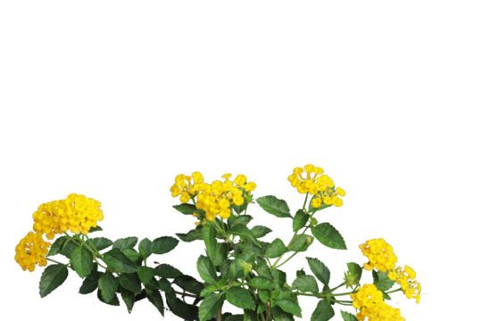 yellow West Indian Lantana camara flower isolated transparent background png
