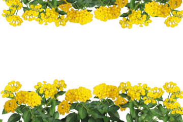 yellow West Indian Lantana camara floral frame isolated transparent background png