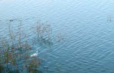 A Beautiful Cattle Egret Grazing in the Lakes