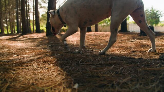 A dag walking and sniffing along floor in forest with needles on the floor in tokai forest Cape Town