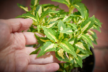 Coleus Blumei Plectranthus scutellarioides. Name of the plant variety Alligator Tears. Coleus leaves in hand close-up.