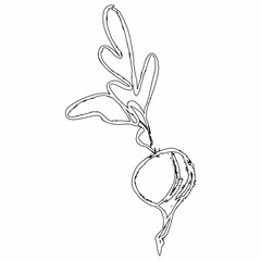 Radish line drawing for design decoration.