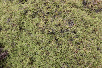 Euphorbe épineuse