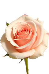 pink rose isolated on white