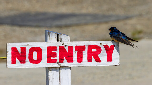 cliff swallow / bied / signboard