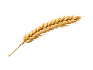 Ear of wheat spikelet isolated on transparent or white background, png