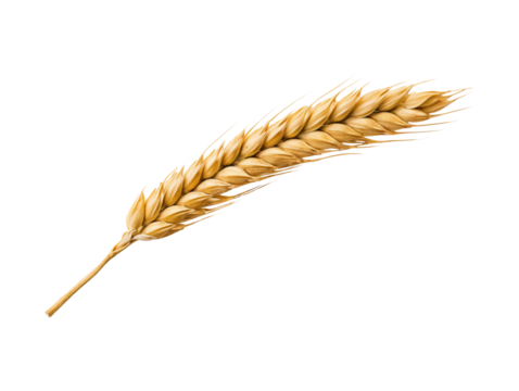 Ear of wheat spikelet isolated on transparent or white background, png