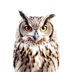 Obraz premium great horned owl