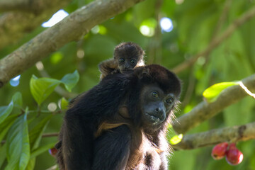 Fototapeta premium Female Howler Monkey with her baby in a Rose Apple tree in Costa Rica