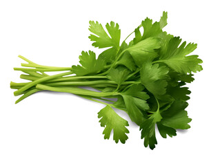 Coriander isolated on transparent or white background, png