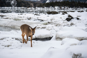 White-tailed Deer standing at the edge of the water along the St. Lawrence River in winter in a...
