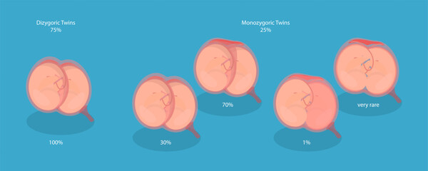 3D Isometric Flat Vector Conceptual Illustration of Embryo In Womb, Anatomy of Abdomen with Twins