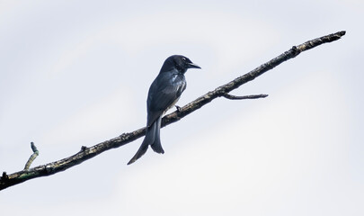 Black drongo wall paper Sri Lanka bird