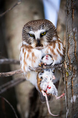 Northern Saw-whet Owl perched with its prey and resting during a winter morning.