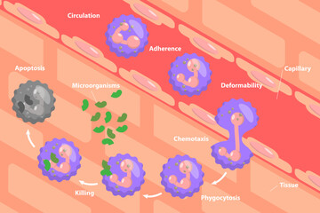 3D Isometric Flat Vector Conceptual Illustration of Neutrophil, Educational Scheme