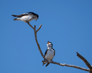 Perched Tree swallow on the lookout for food.